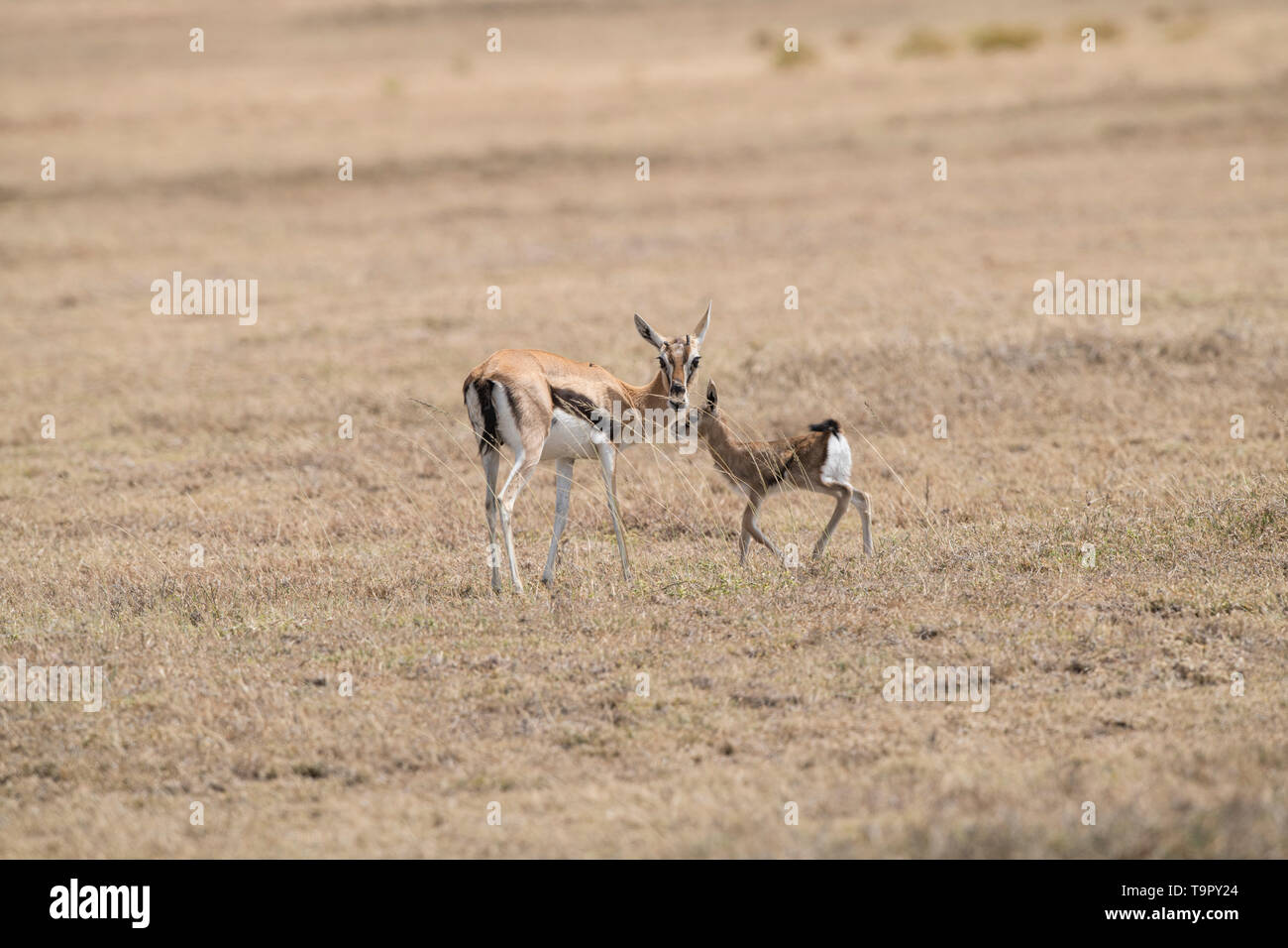 Thomsons gazelle doe und fawn Stockfoto