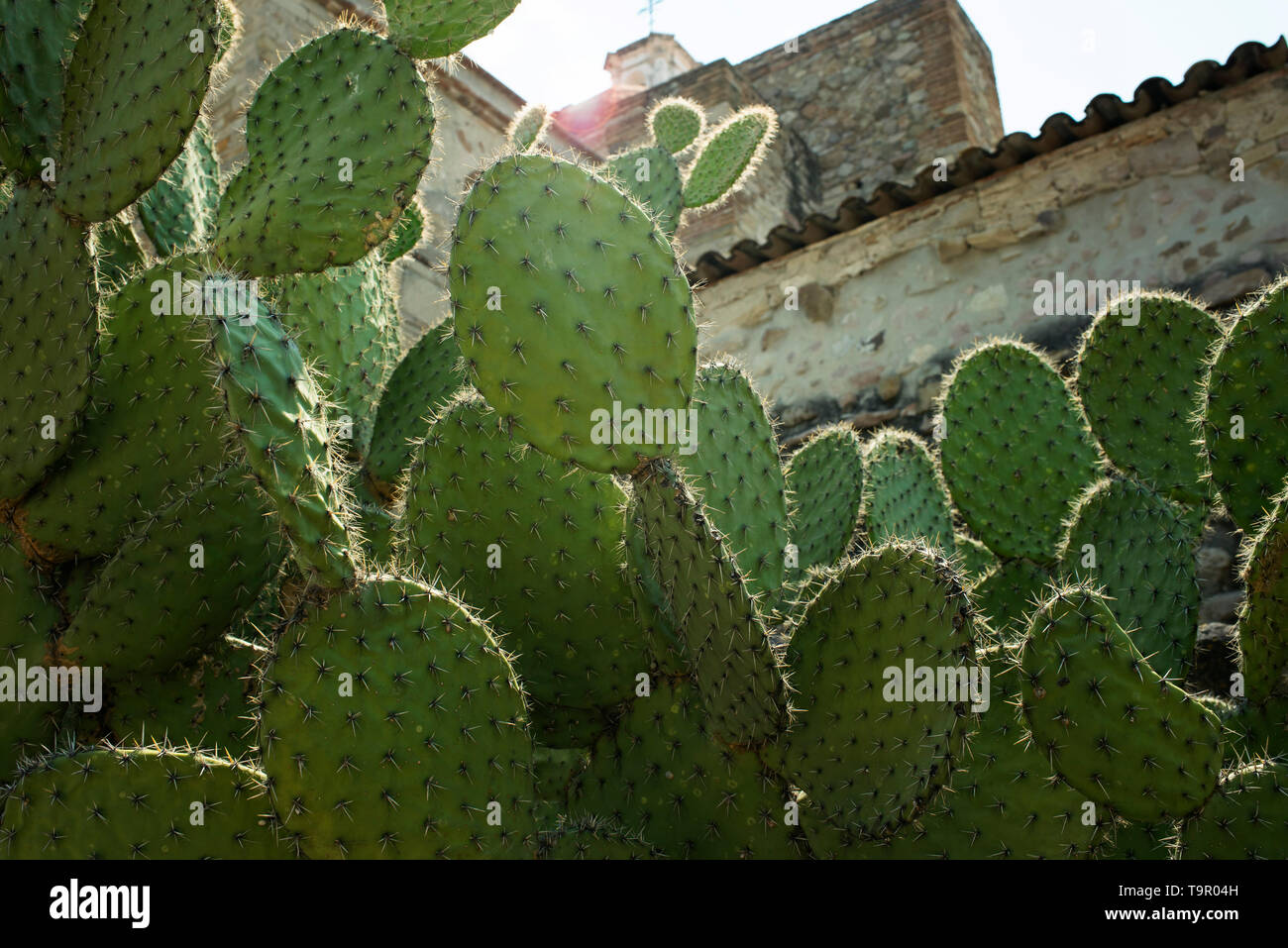 Paddel Cactus alias Opuntia oder Feigenkakteen. Mitla, Oaxaca, Mexiko. Apr 2019 Stockfoto