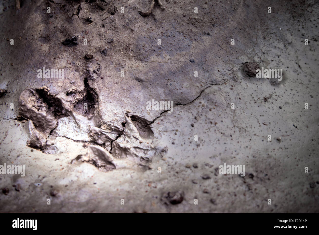 Wild animal Footprints Lauffläche auf weichem Boden Boden Stockfoto