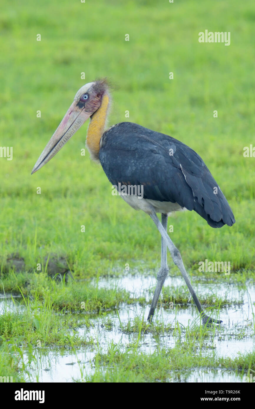 Sundamarabus Stork (Leptoptilos javanicus) in den Sümpfen von Kaziranga National Park, Indien Stockfoto