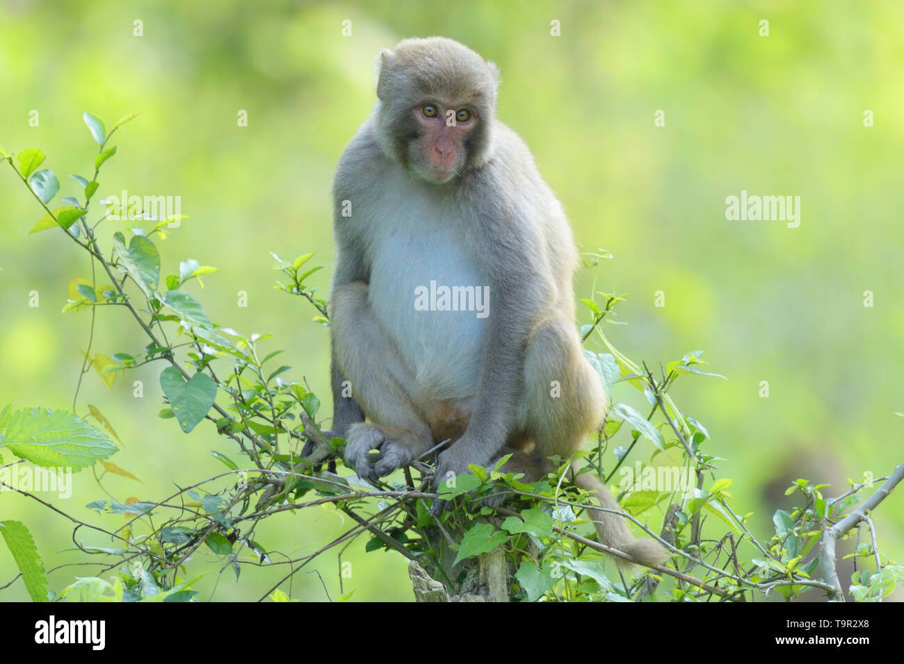 Assam Makaken (Macaca assamensis) im Kaziranga National Park, Assam, Indien Stockfoto
