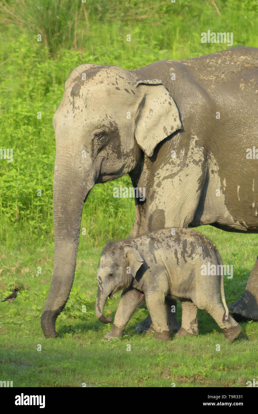 Mutter und Baby Asiatischer Elefant (Elephas maximus) im Marschland der Kaziranga National Park, Assam, Indien Stockfoto