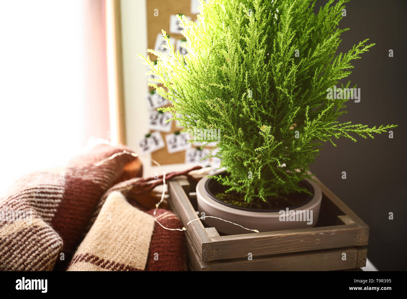 Zitrone Zypresse Baum im Interieur der Zimmer Stockfotografie - Alamy