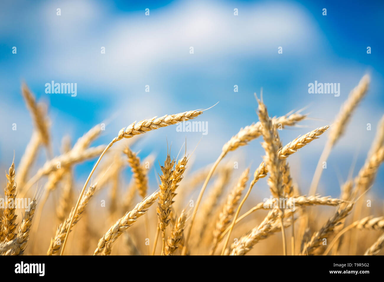 Der goldene Weizen Ohren über blauen Himmel bei sonnigen Tag. Stockfoto