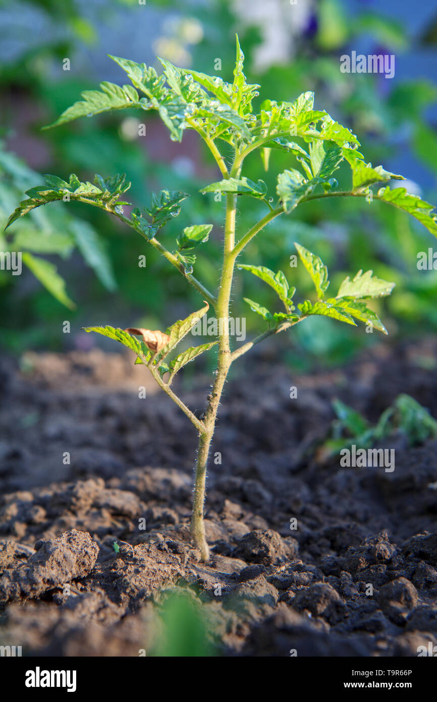 Junge Tomatenpflanze auf dem Bett. Wachsende Tomaten im Garten und Gewächshaus. Stockfoto