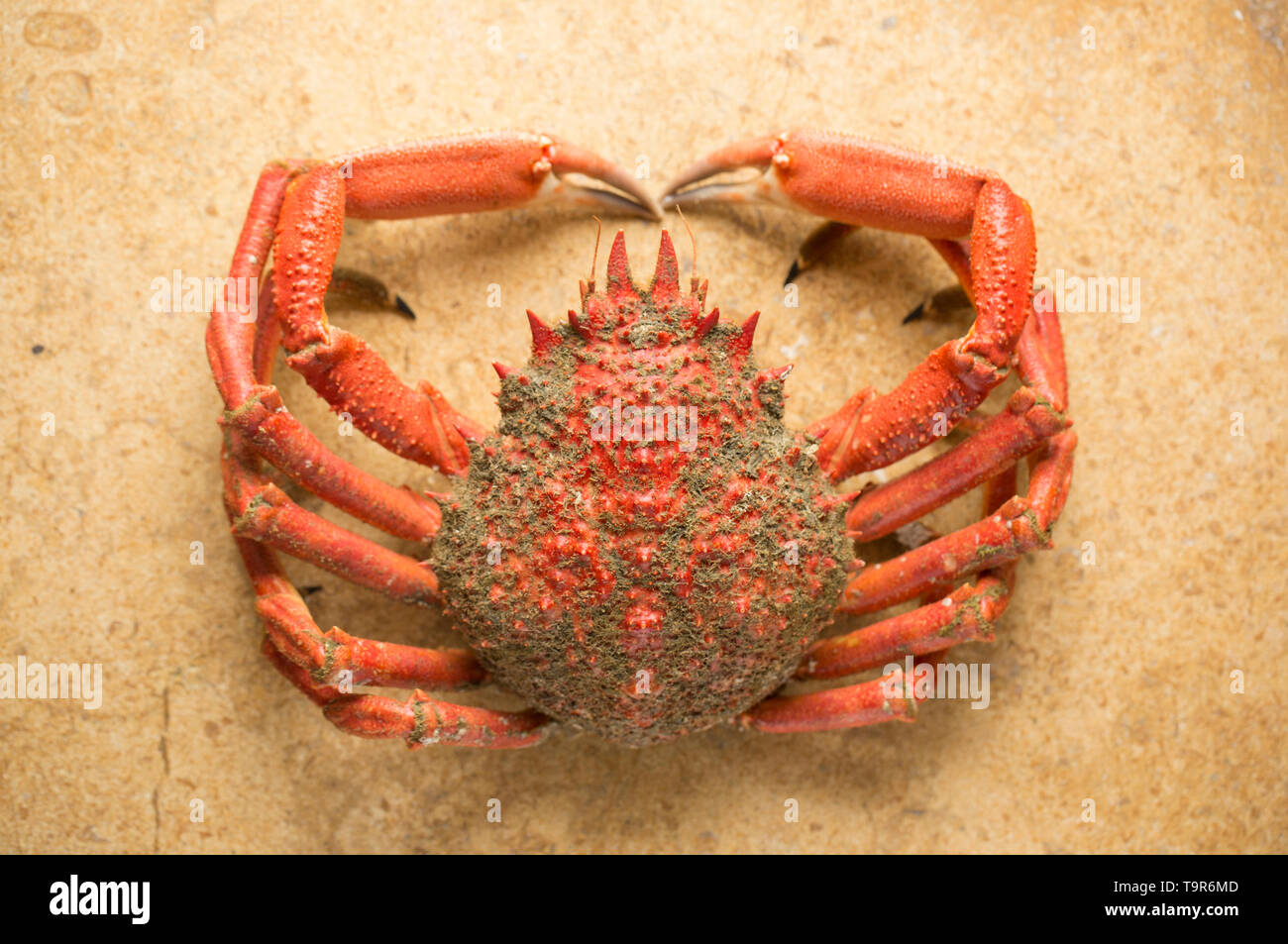 Ein gekocht, gekocht Europäischen Seespinne, Maja brachydactyla, das von einem Pier in Großbritannien in einem Angelockte drop Netz gefangen wurde. Es hat gekocht worden und ist bereit Stockfoto