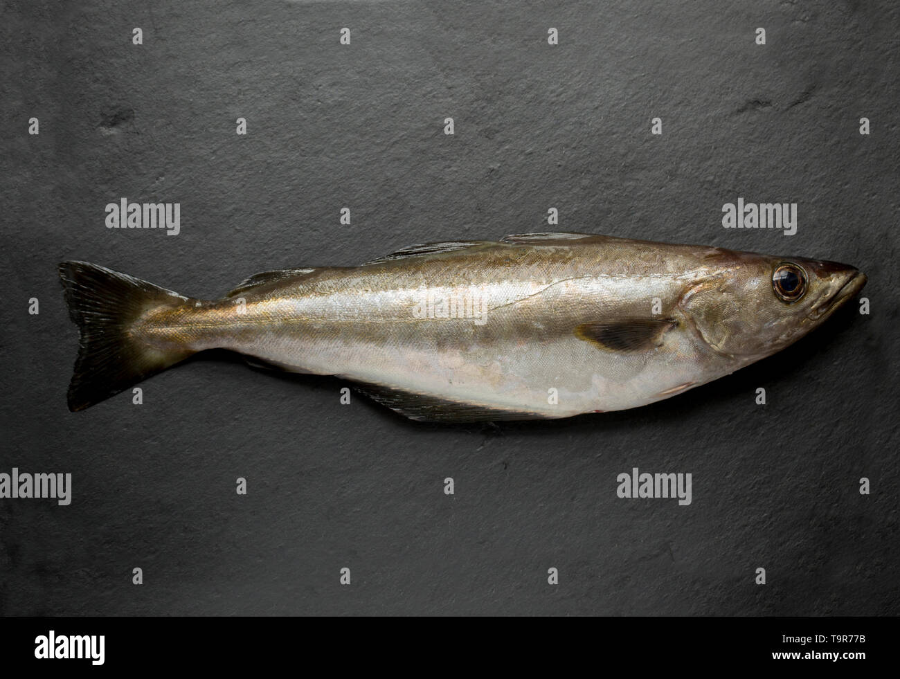 Eine rohe, ungekochte Pollack Pollachius pollachius, die auf der Stange und line Boot angeln in th im Englischen Kanal gefangen wurde. Pollack sind eine gemeinsame UK Seefisch ein Stockfoto