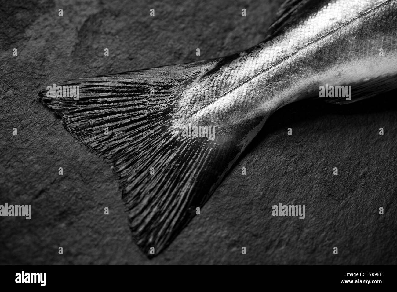 Die schwanzflosse oder Schwanzflosse und scale Pattern, der eine rohe, ungekochte Pollack Pollachius pollachius, die auf der Stange und line Boot angeln in Th e gefangen wurde Stockfoto
