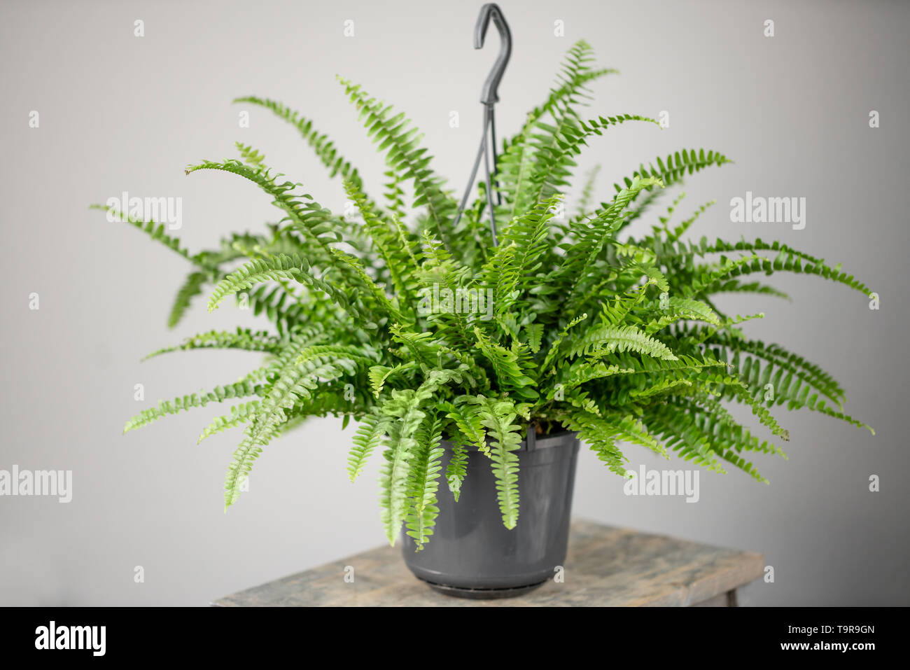 Farn Blume Stockfotos und bilder Kaufen Alamy