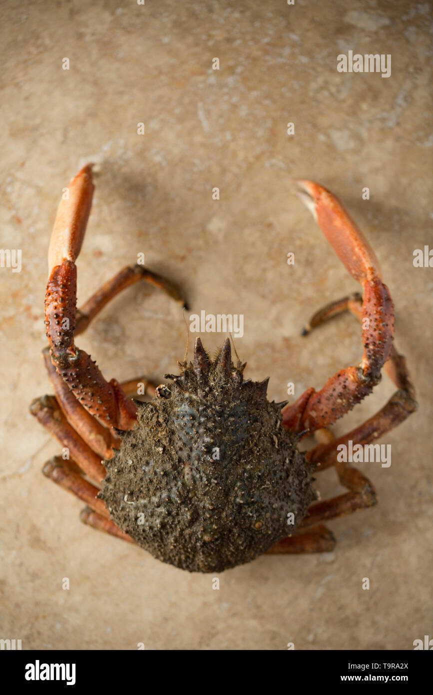 Eine rohe, ungekochte Europäischen Seespinne, Maja brachydactyla, das von einem Pier in Großbritannien in einem Angelockte drop Netz gefangen wurde. Es hat gekocht worden und ist bereit Stockfoto