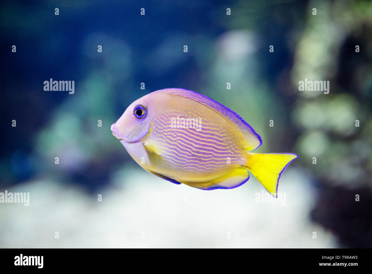 Exotische tropische Fische Purpur Gelb fin Doktorfische Acanthurus xanthopterus Stockfoto