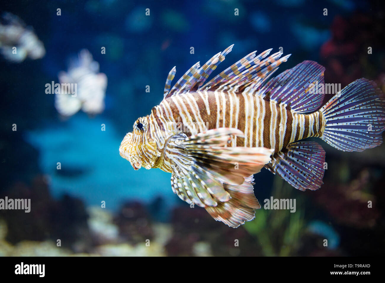 Schöne Zebrafisch oder gestreifter Feuerfisch im Aquarium Stockfoto