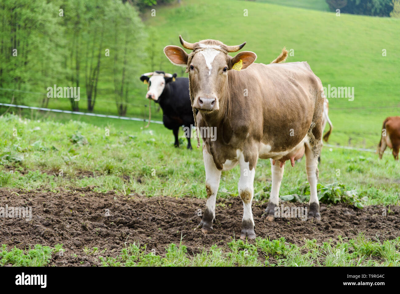 Grau-weiße Kuh auf einem hügeligen Weiden Stockfoto