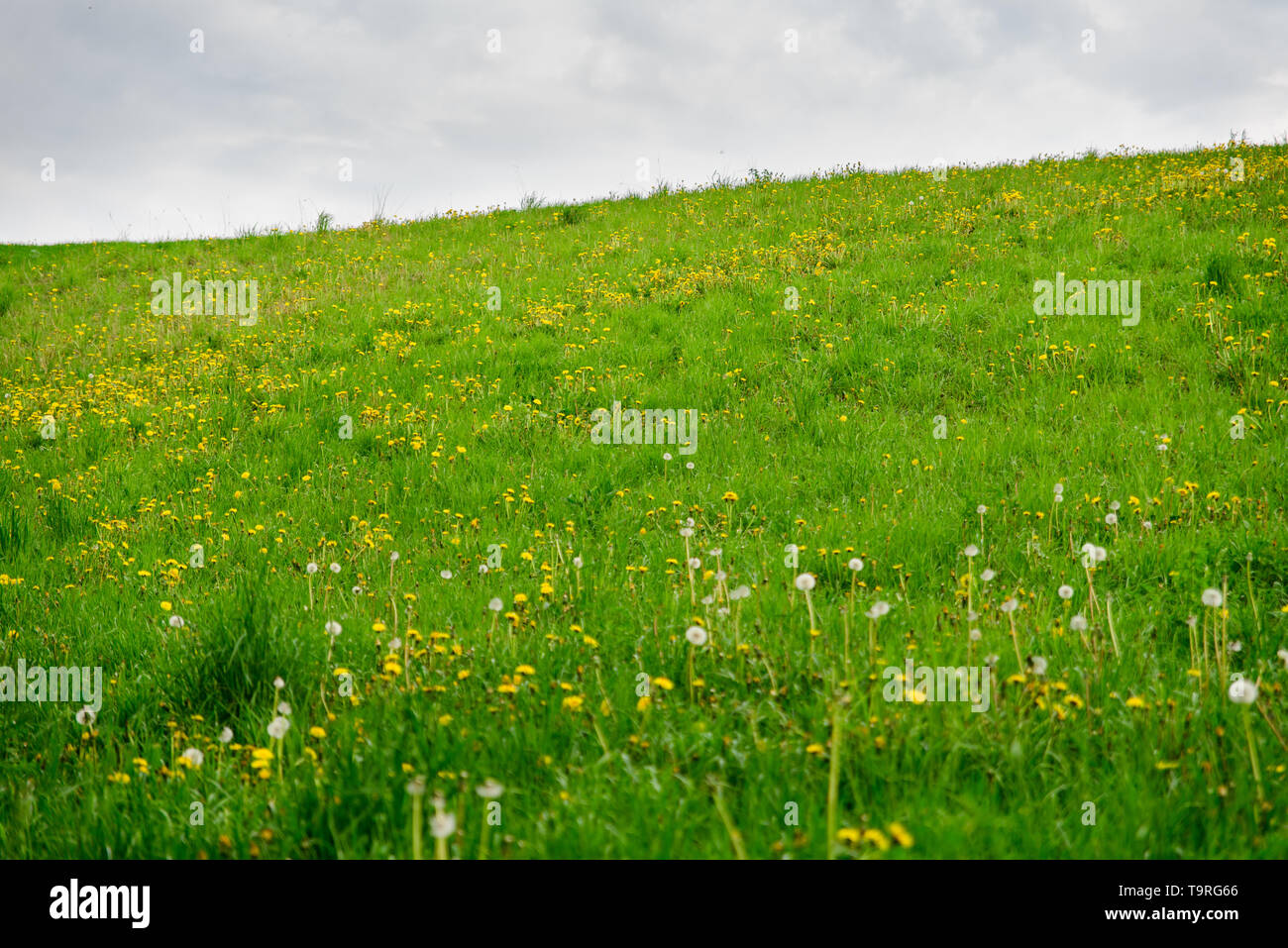 Einen grünen, blühenden Hügel gegen den Himmel Stockfoto