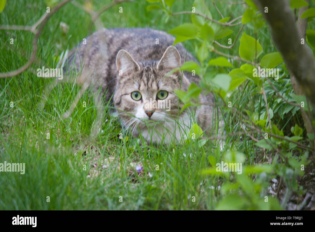 Katze auf der Suche nach Beute im Gras Stockfoto