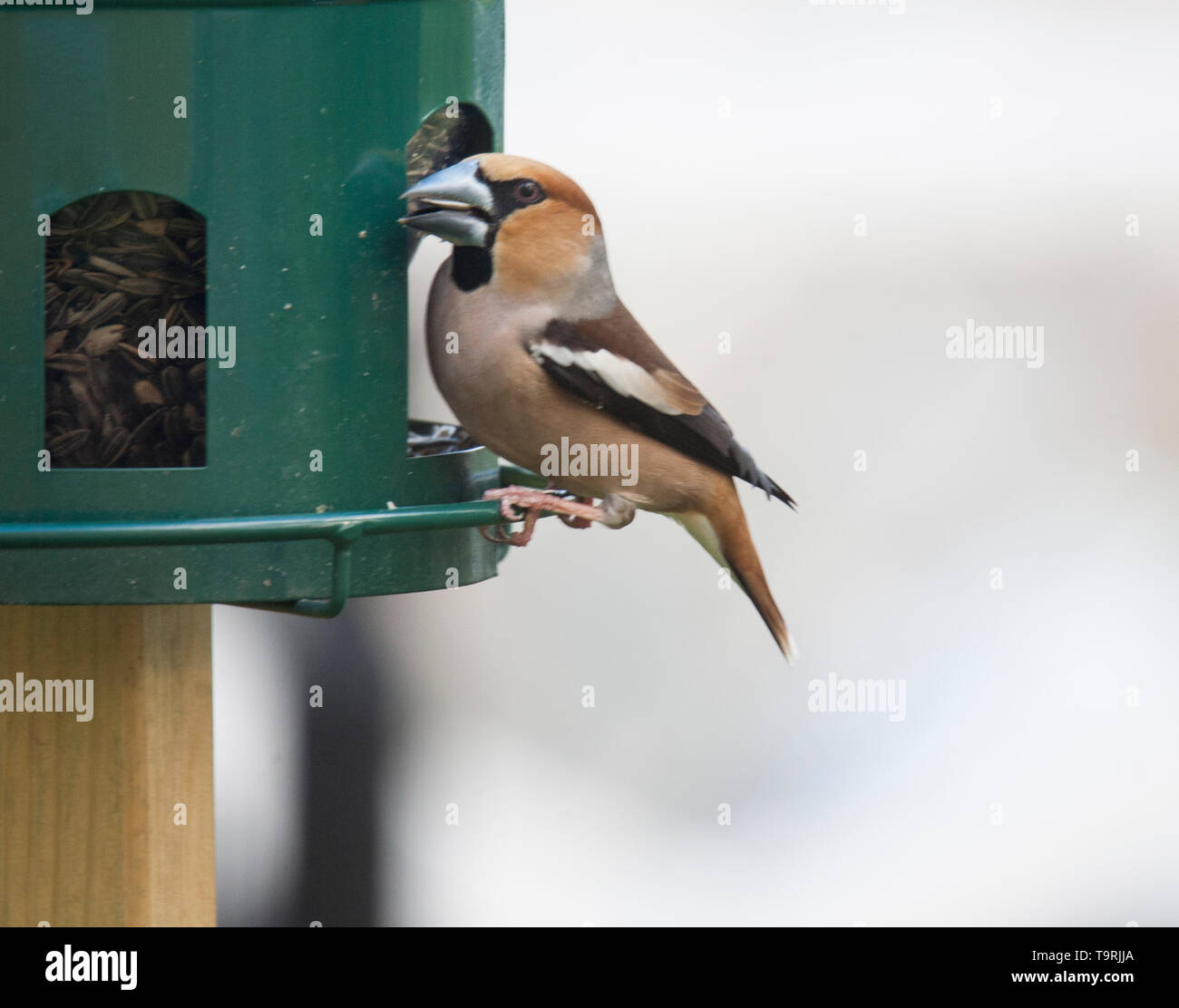 FAWFINCH im Garten an sseed Dispenser Stockfoto