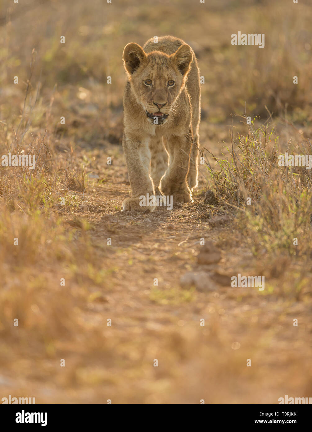 Löwe und Jungen während einer South African Safari Stockfoto