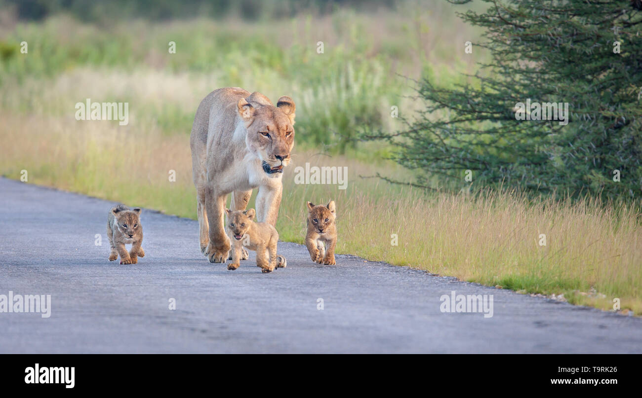 Löwe und Jungen während einer South African Safari Stockfoto