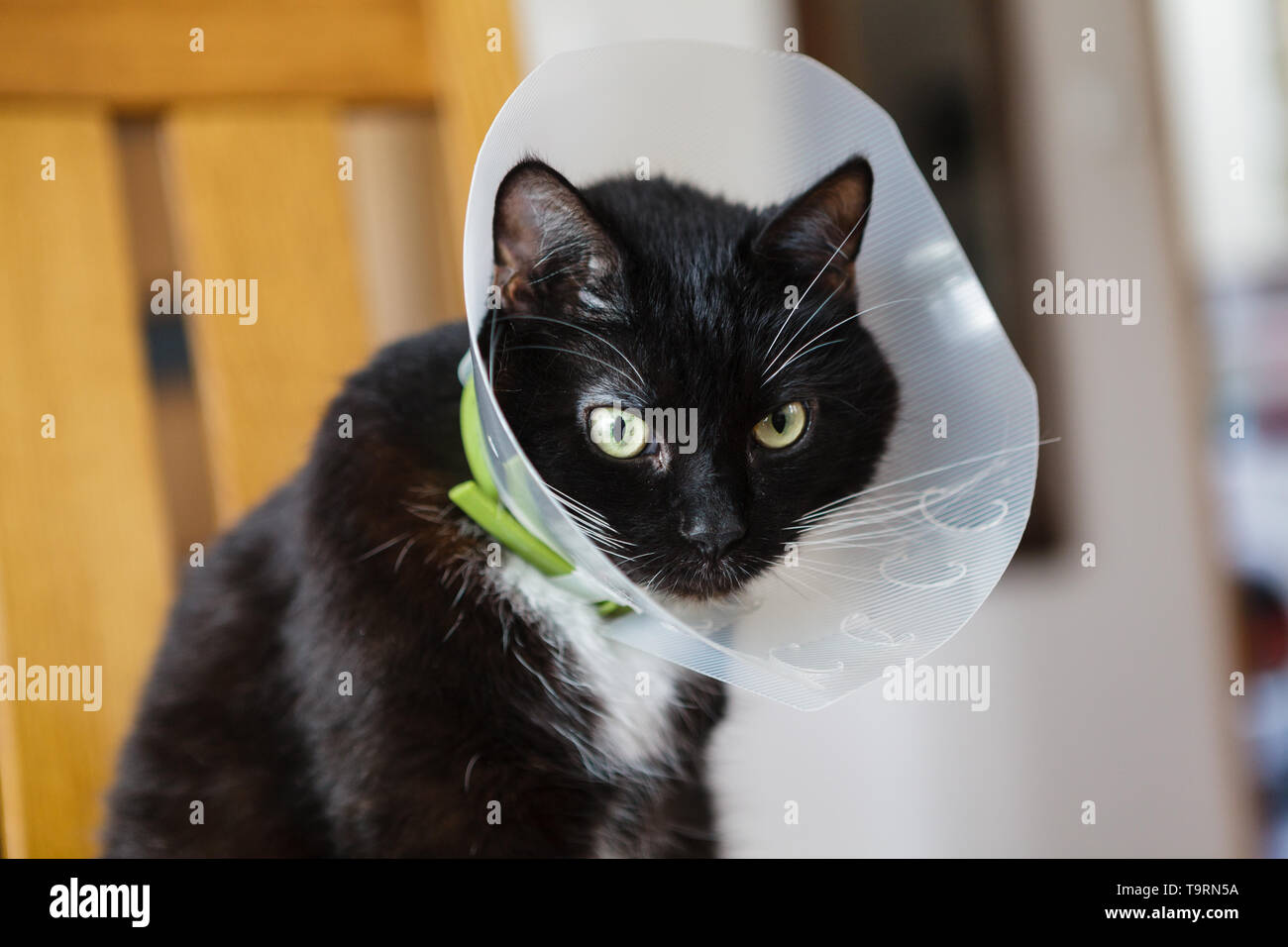 Schwarze Katze tragen recovery Kragen Stockfoto