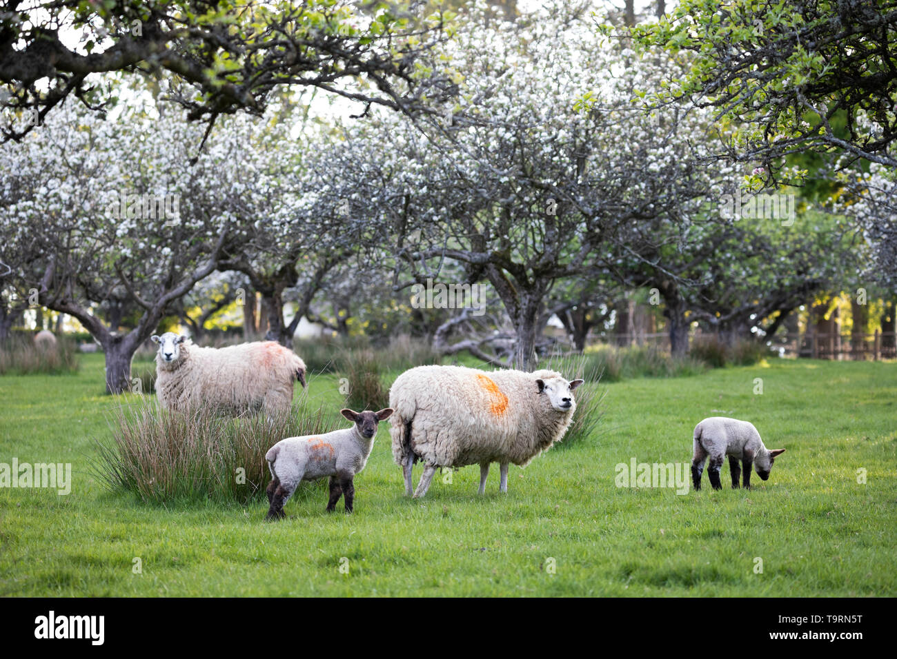 Schafe und Lämmer im Frühjahr Apple Orchard, Burwash, East Sussex, England, Vereinigtes Königreich, Europa Stockfoto