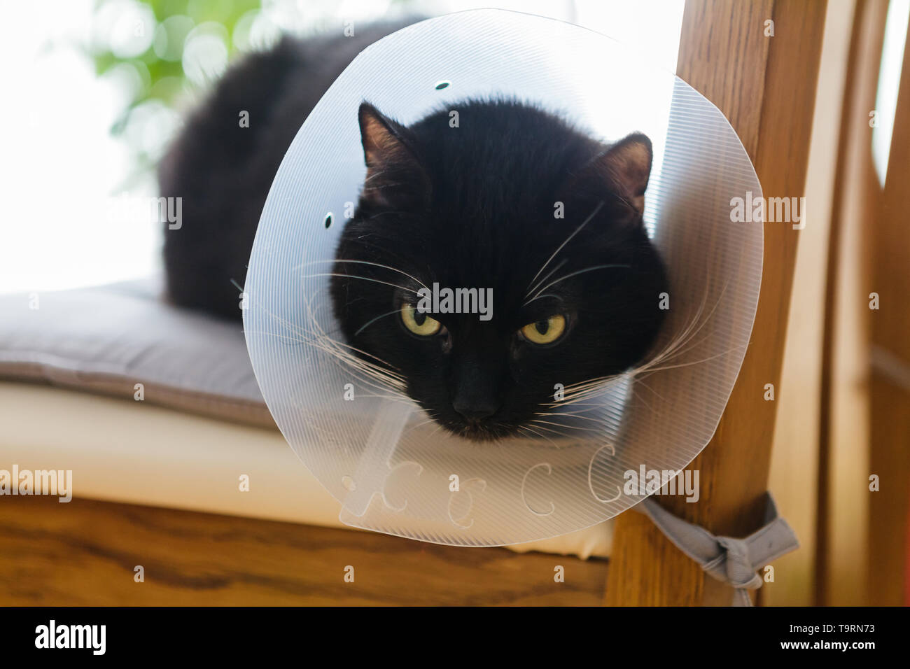 Schwarze Katze tragen recovery Kragen Stockfoto