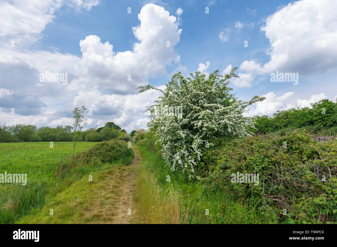 Weißdorn (Crataegus) Blütezeit im späten Frühling/Anfang Sommer entlang der Test Weise Wanderweg in Test Valley, Southampton, Hampshire, Südengland, Großbritannien Stockfoto