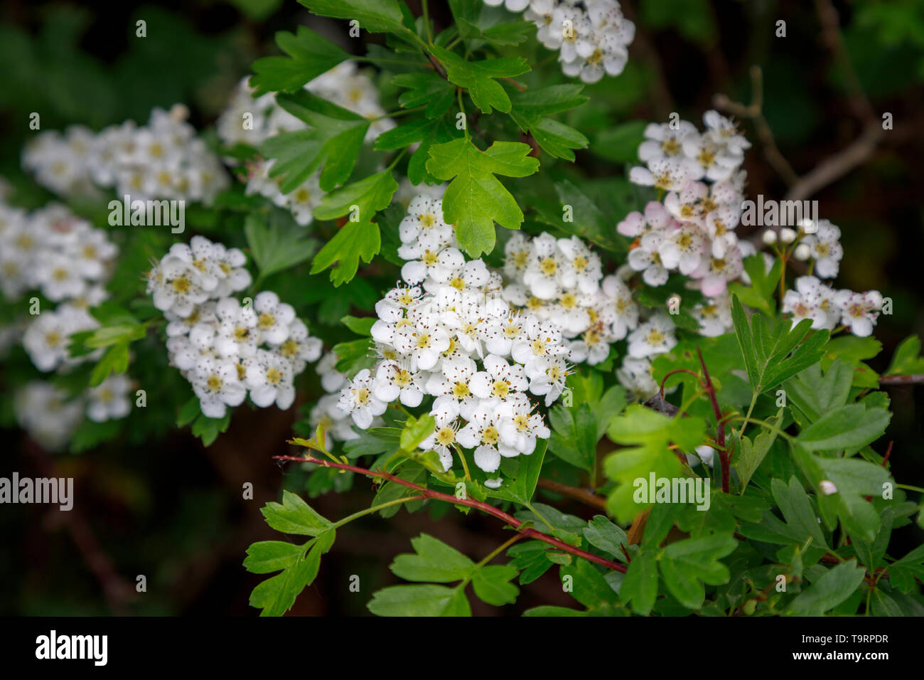 Weißdorn (Crataegus) Blütezeit im späten Frühling/Anfang Sommer in Test Valley, Southampton, Hampshire, Südengland, Großbritannien Stockfoto