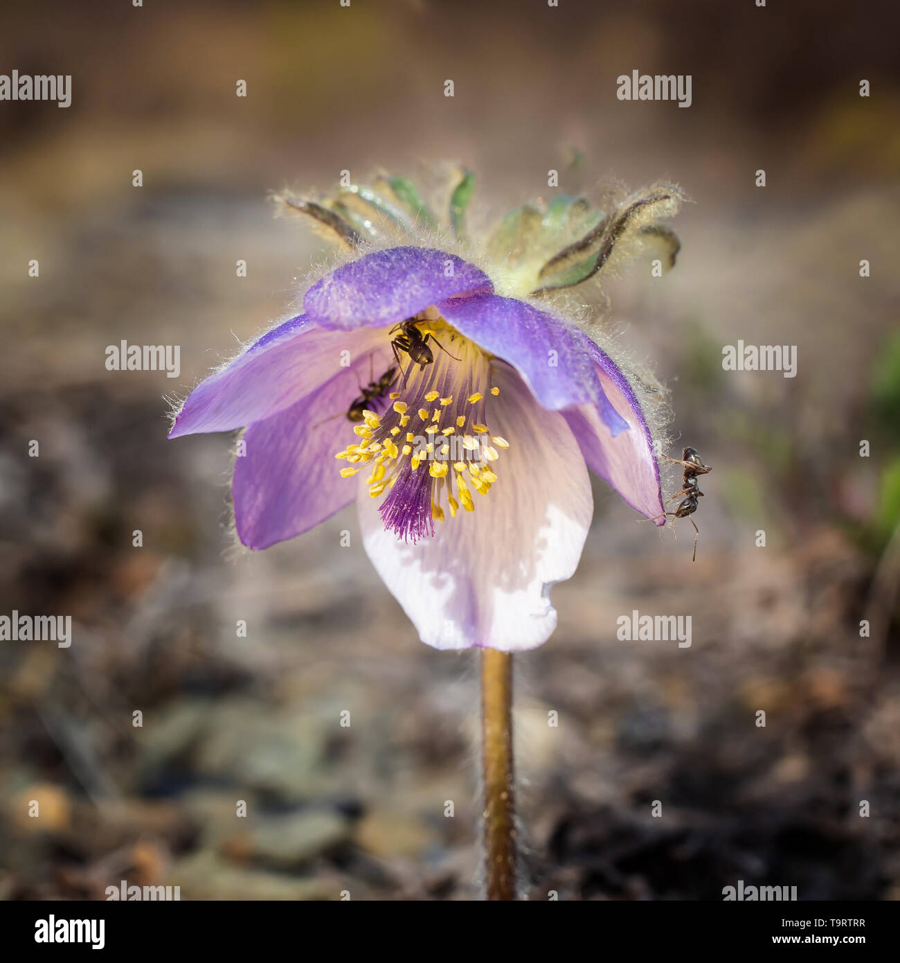 Ameisen auf einem blühenden Blume pasque-Blume. Makrofotografie Stockfoto