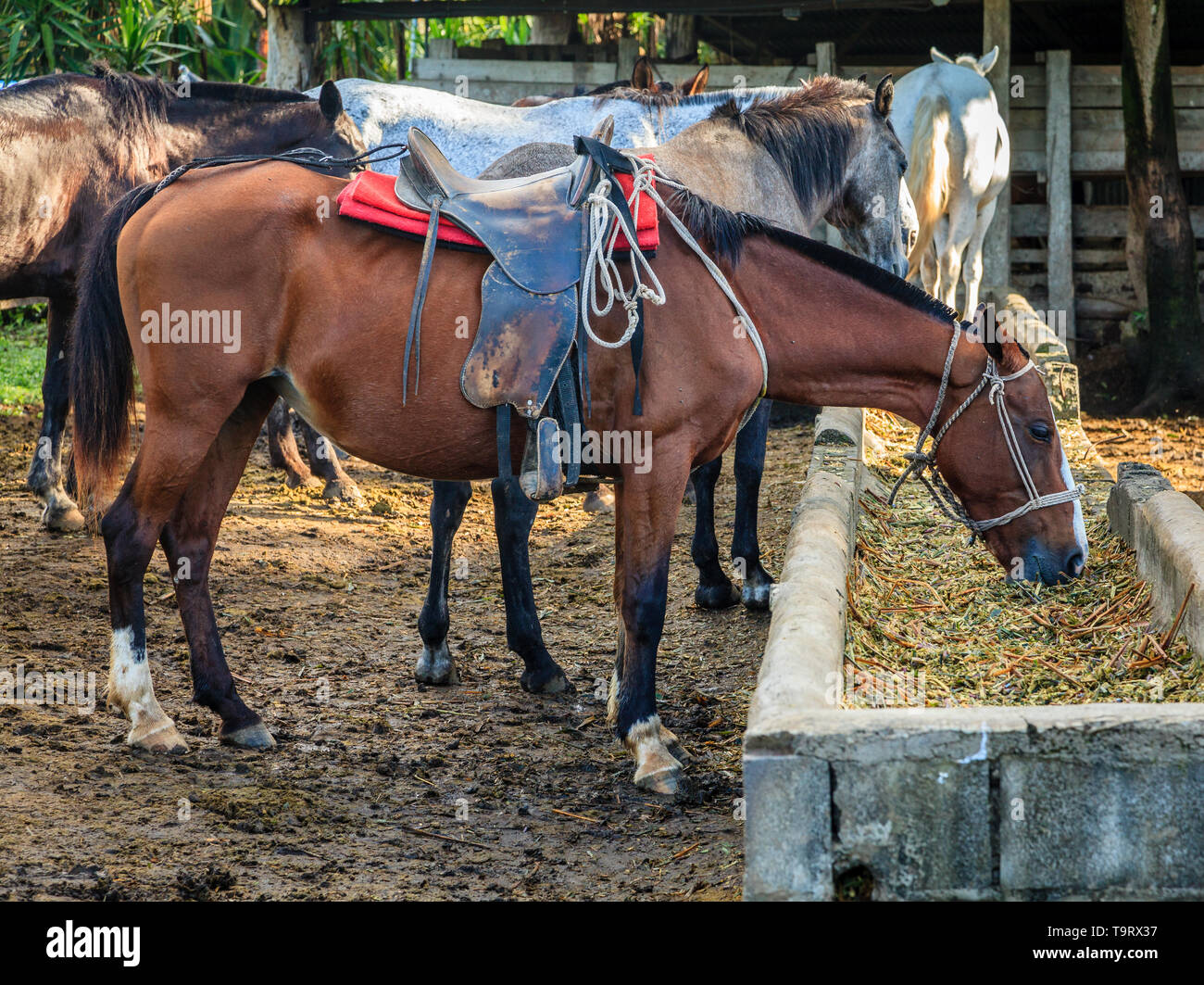 Fütterung von Maultieren in einem Bauernhof in der Provinz Guanacaste in Costa Rica Stockfoto