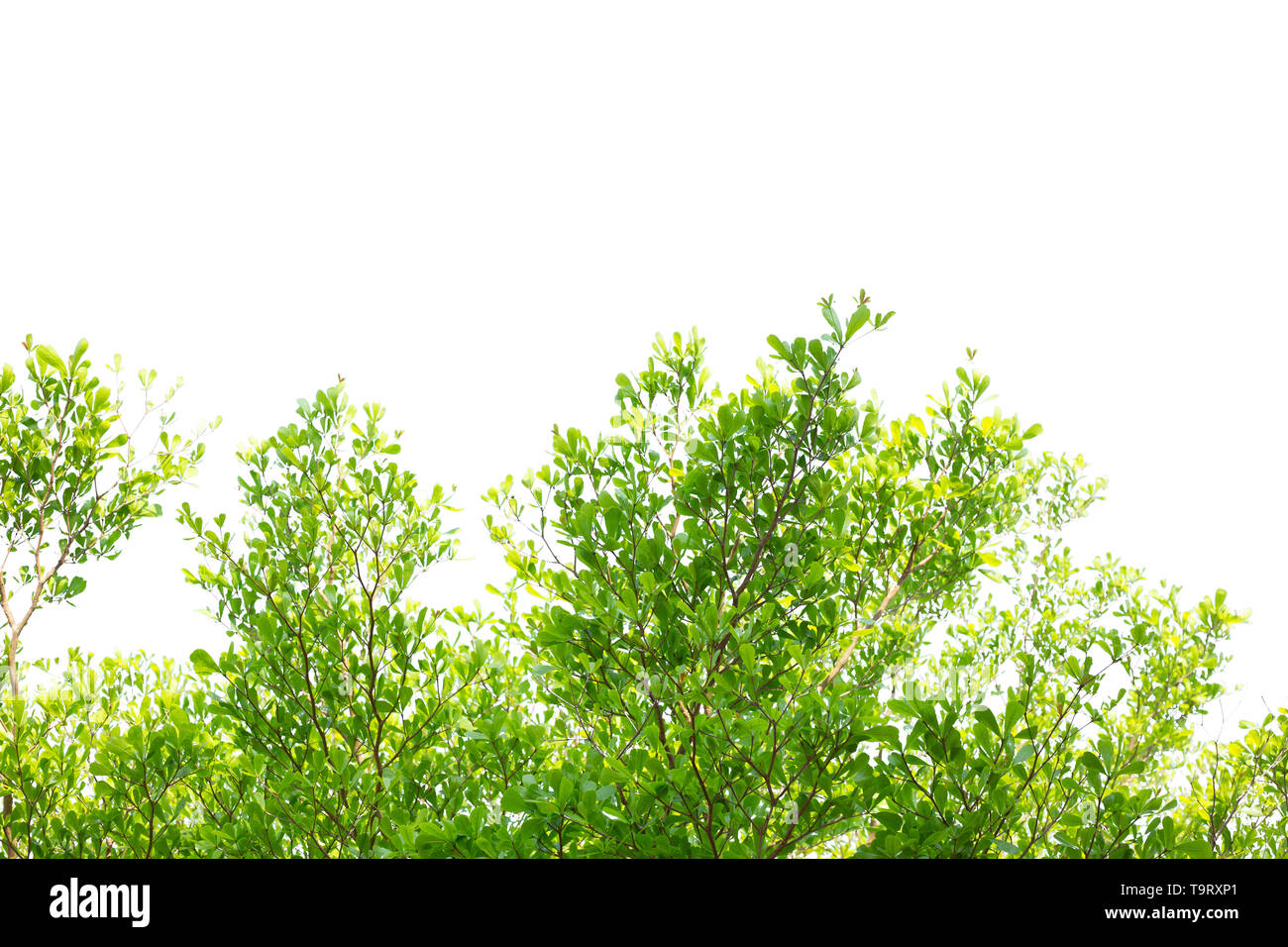 Green Tree Leaf isoliert auf weißem Hintergrund mit Freistellungspfad Stockfoto