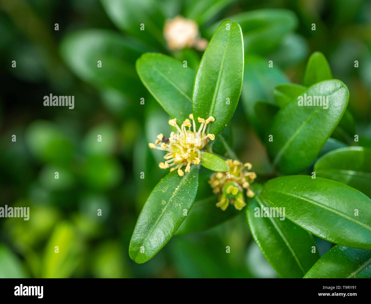 Gemeinsame box (Buxus sempervirens) Sprung in Blume, Anfang, Nahaufnahme, Bayern, Deutschland, Europa, gemeinsame Box (Buxus sempervirens) in Blüte, Frühling Stockfoto