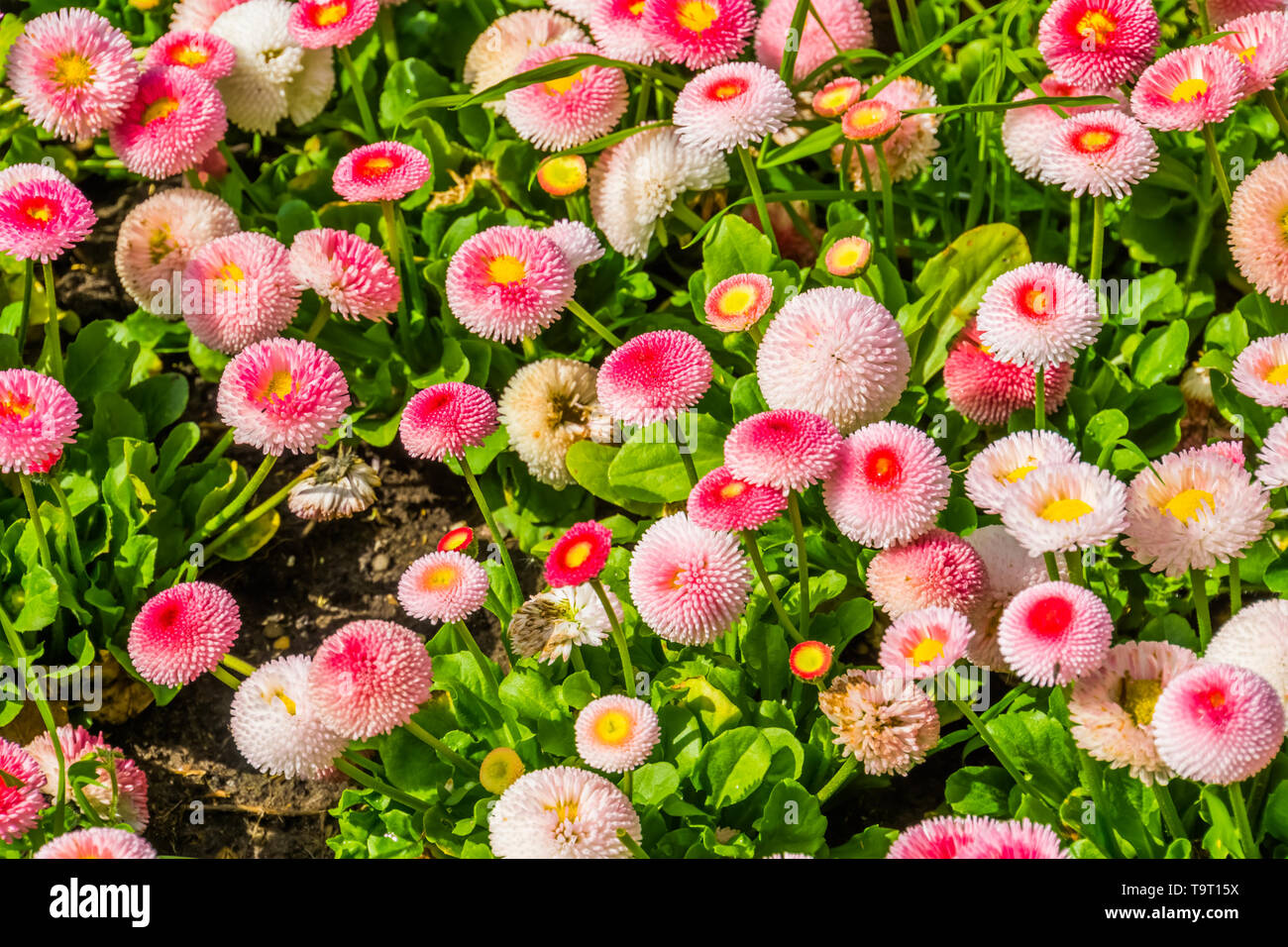 Bellis perennis Pomponnete, kultivierte Hybrid specie der englischen daisy flower, beliebte Zierpflanzen Garten Blumen, Natur Hintergrund Stockfoto