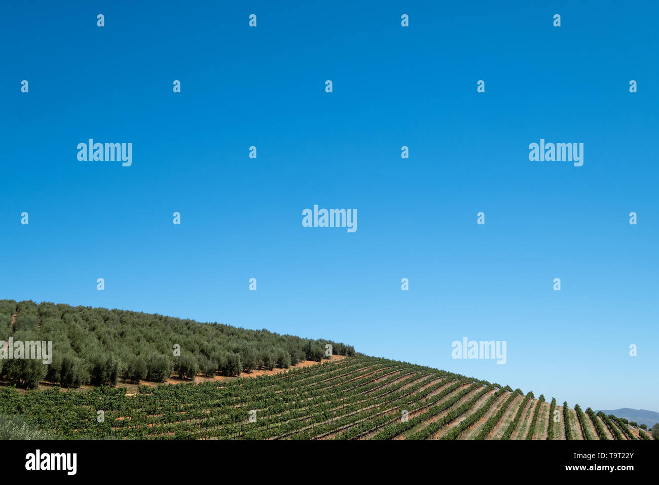 Blick auf die Weinberge am Tokara Weingut im Simonsberg Berge, Stellenbosch, Kapstadt, Südafrika, an einem klaren Tag genommen. Stockfoto