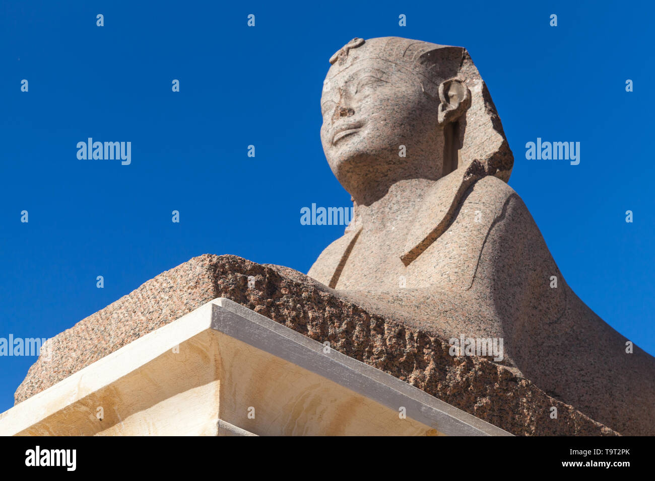 Antike Sphinx in der Nähe von pompeys Säule in Alexandria, Ägypten Stockfoto