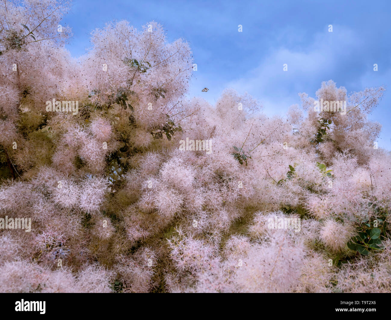 Perücke Strauch (Cotinus coggygria), Blüten, Kroatien, Europa, Perückenstrauch (Cotinus coggygria), Sky, Kroatien, Europa Stockfoto
