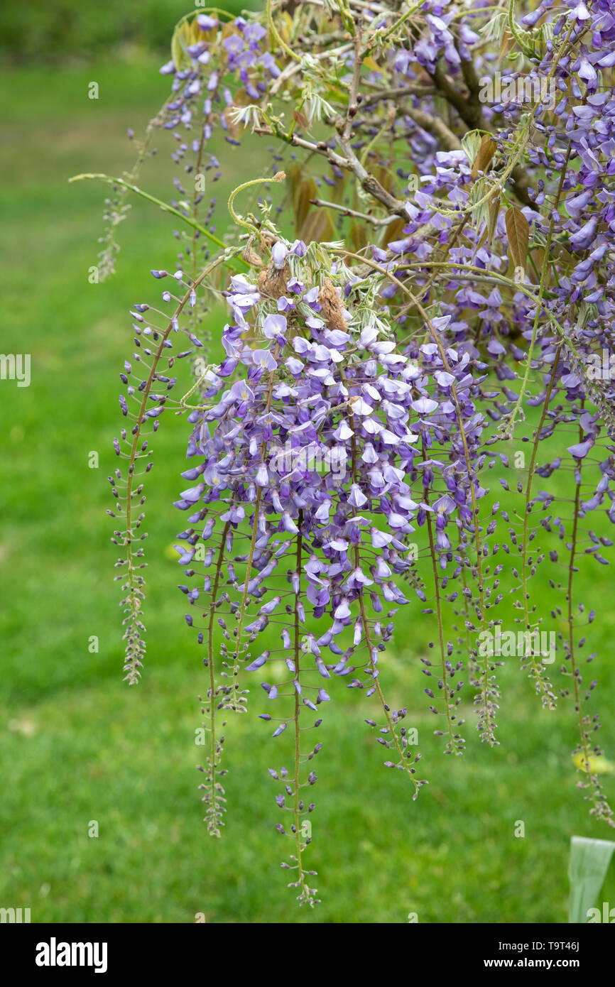 Wisteria floribunda 'Kokuryu'. Japanische Wisteria' Kokuryu' auf der neuen Wisteria torbogen an der RHS Wisley Gardens, Surrey, England Stockfoto