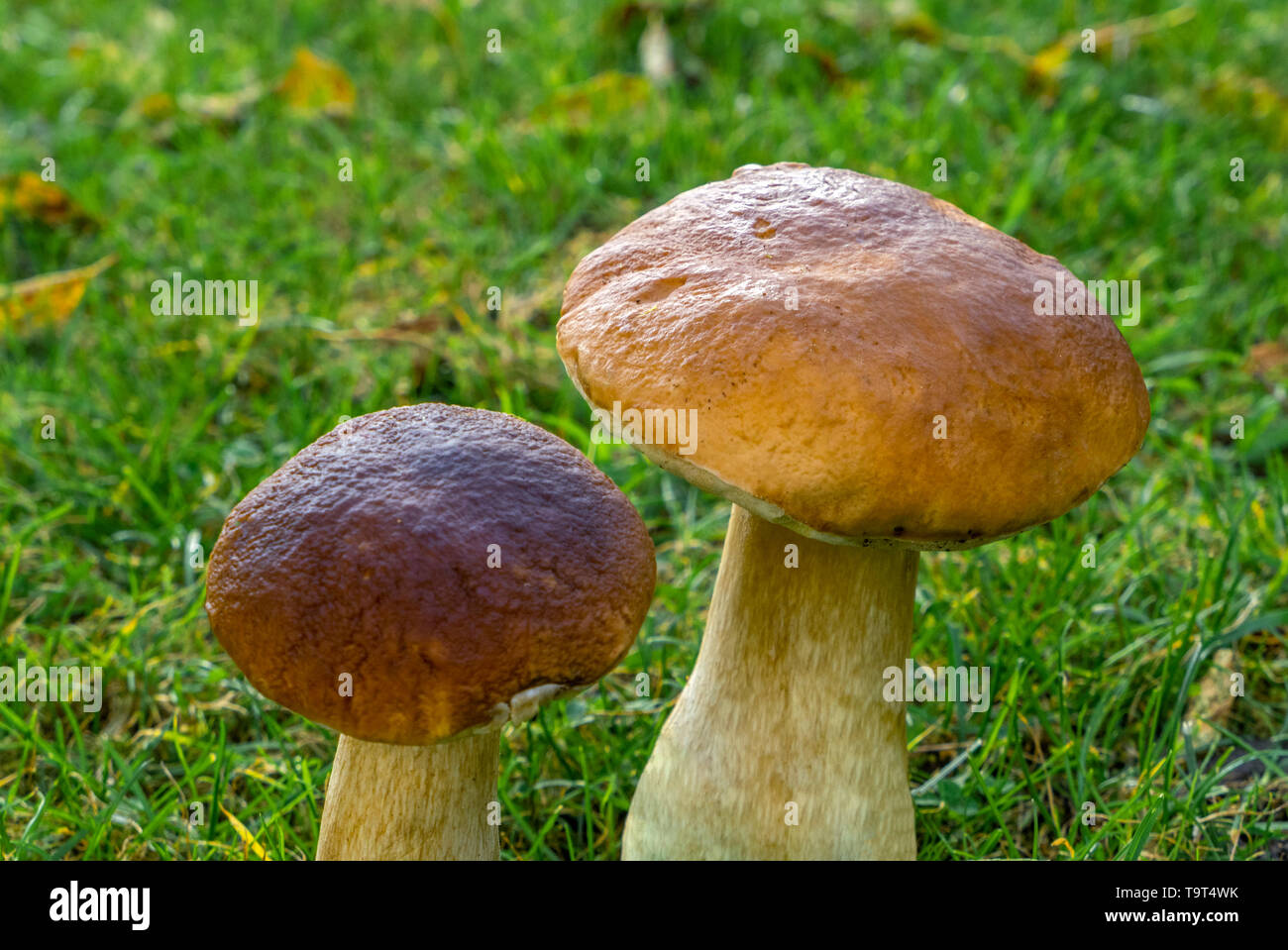 Die steinpilze (Boletus edulis), Nahrungsmittel Pilze, Steinpilze (Boletus edulis), Speisepilz Stockfoto