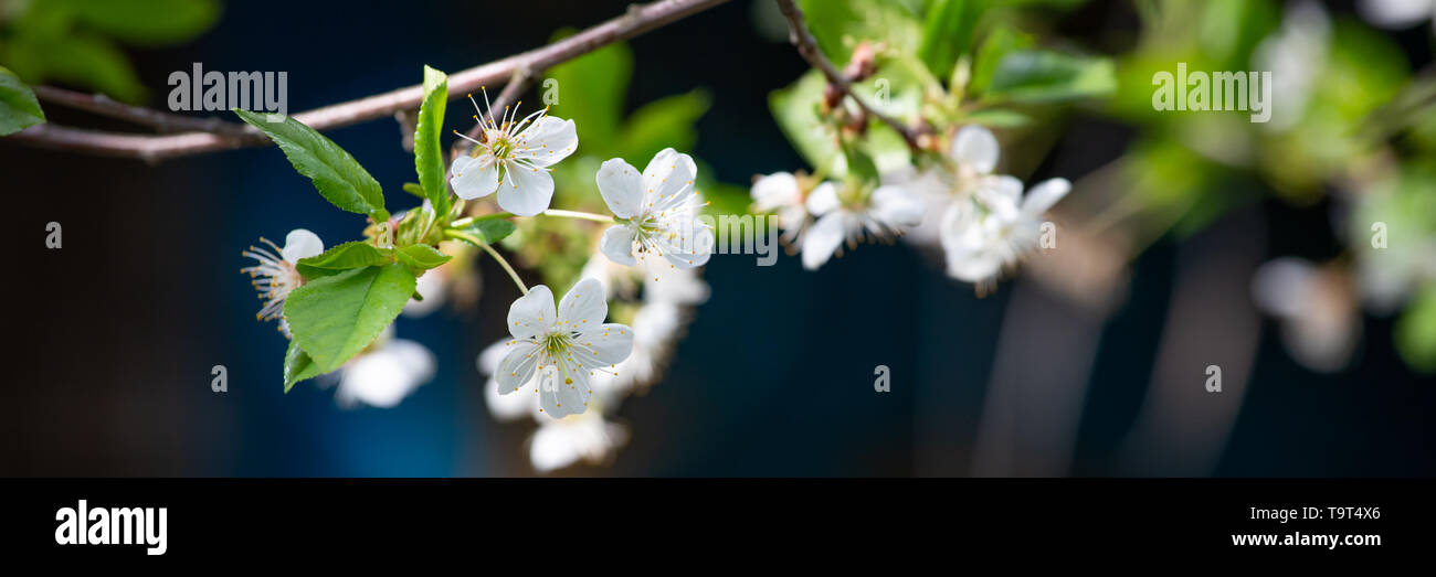 Banner mit weiß blühenden Obstbaum vor einem blauen Haus Stockfoto