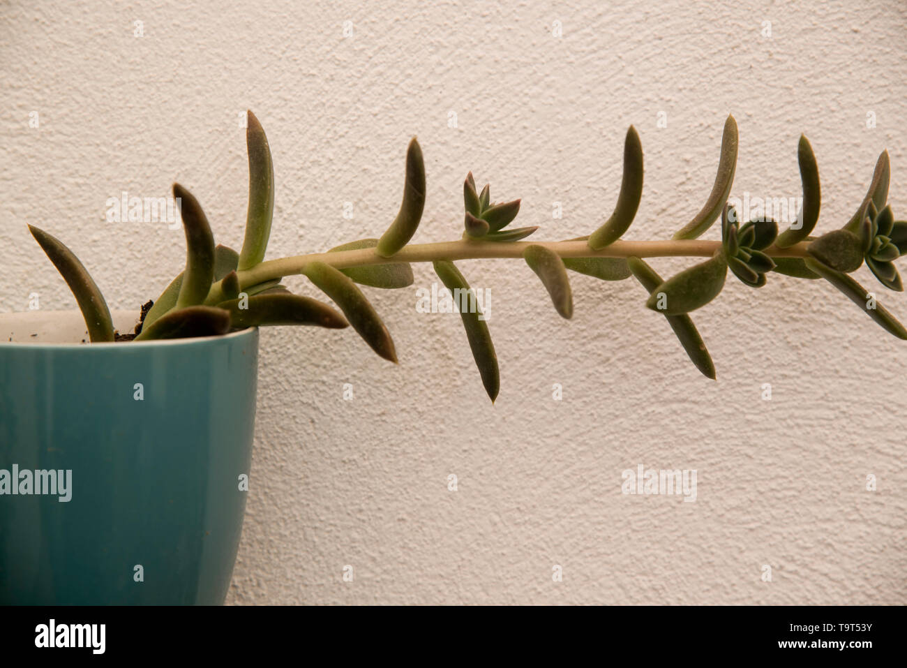 Saftige mit ursprüngliche horizontale Form in einem Topf Stockfoto