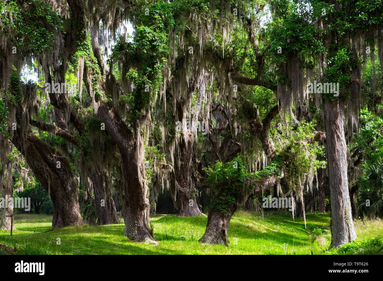 Spanische Moos wachsen auf alten Eichen im Süden der Vereinigten Staaten Stockfoto