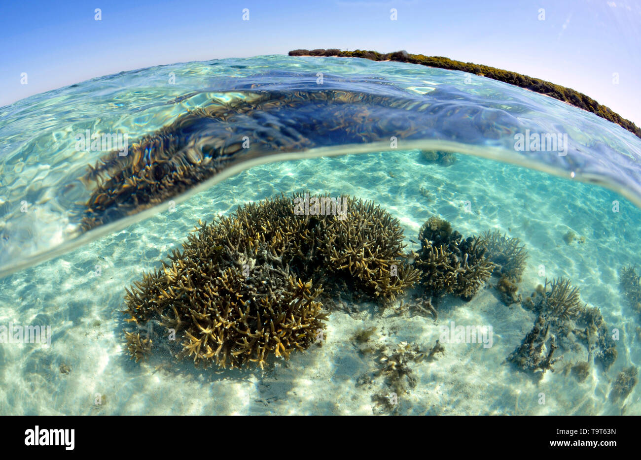 Flache Hirschhorn Korallen Kopf, Acropora SP., Heron Island, Great Barrier Reef, Queensland, Australien Stockfoto