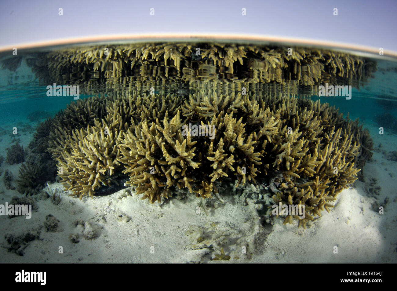 Flache Hirschhorn Korallen Kopf, Acropora SP., bei Sonnenuntergang, Heron Island, Great Barrier Reef, Queensland, Australien Stockfoto
