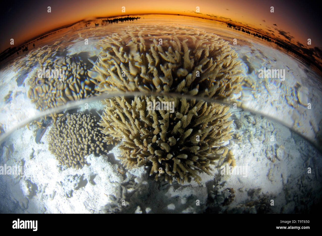 Flache Hirschhorn Korallen Kopf, Acropora SP., bei Sonnenuntergang, Heron Island, Great Barrier Reef, Queensland, Australien Stockfoto