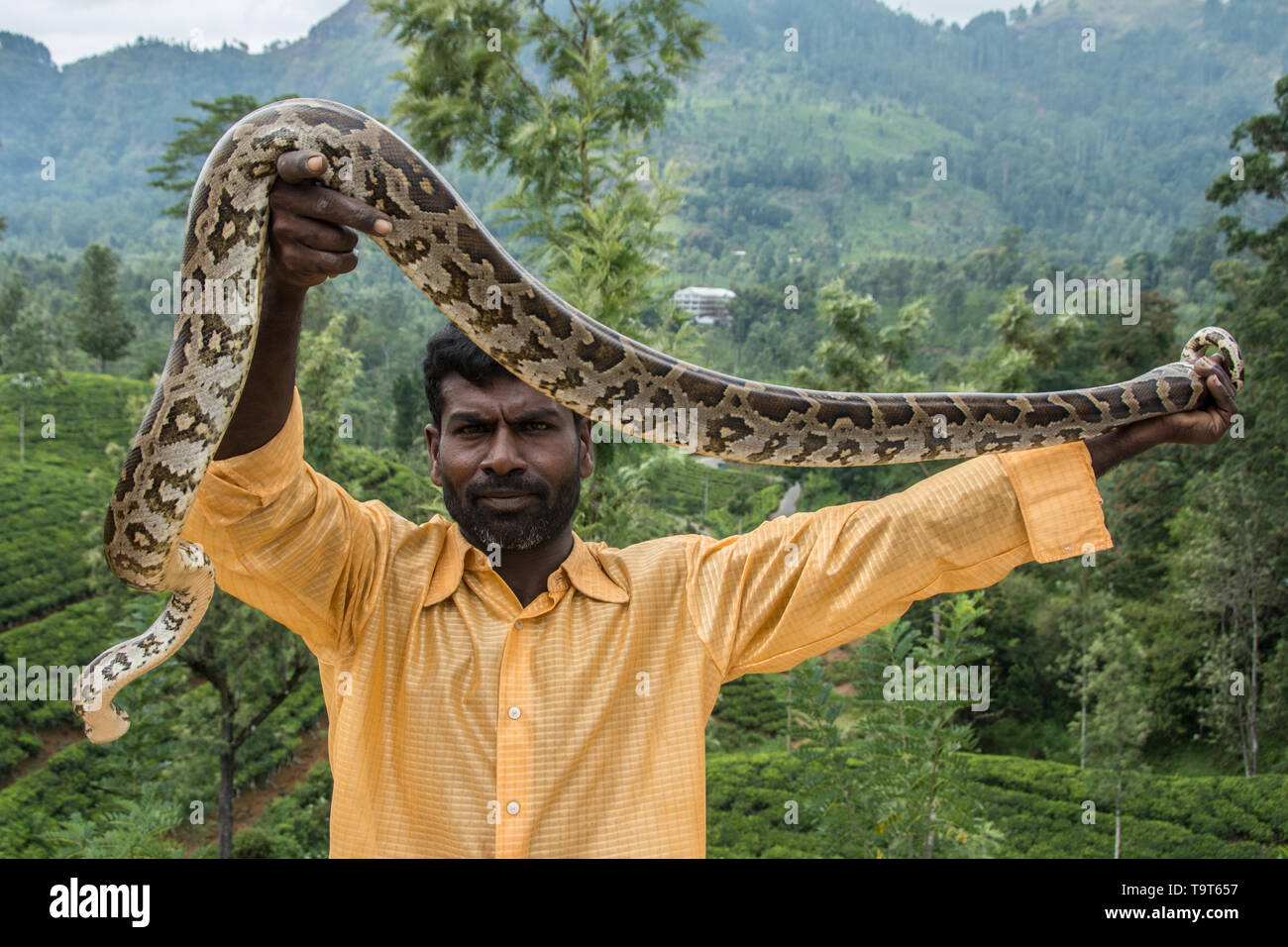Sri Lanka Reise, Tag 8: An unseren Stopp auf dem Weg von Kandy Nuwara Eliya, dieser Mann kam bis zu unserer Gruppe, die eine große Indische rock Python (Python mo Stockfoto