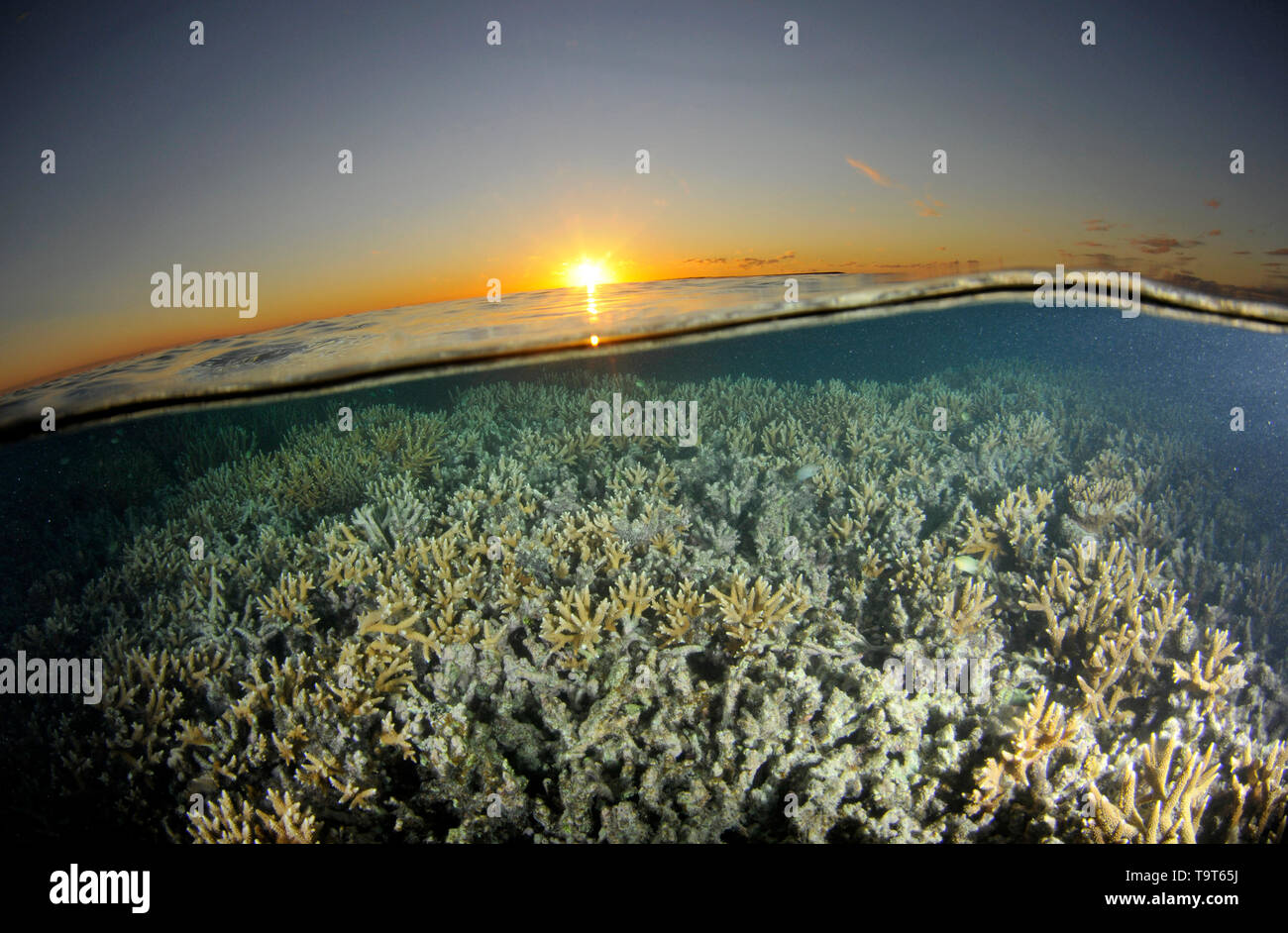 Flache Hirschhorn Korallen Kopf, Acropora SP., bei Sonnenuntergang, Heron Island, Great Barrier Reef, Queensland, Australien Stockfoto