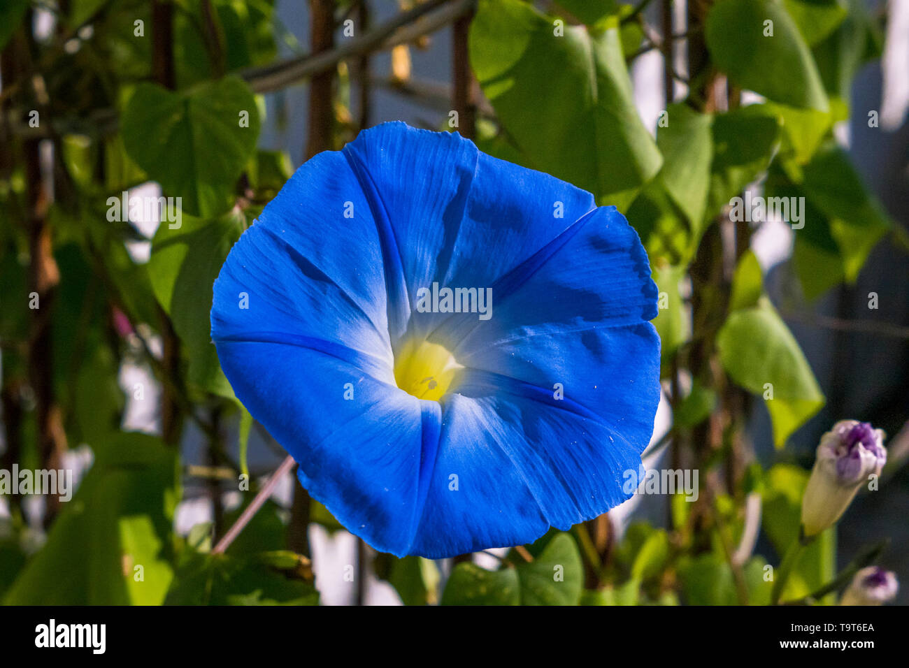 Blau Glanz hoist Ipomoea Violacea, Blaue Prunkwinde Ipomoea Violacea Stockfoto