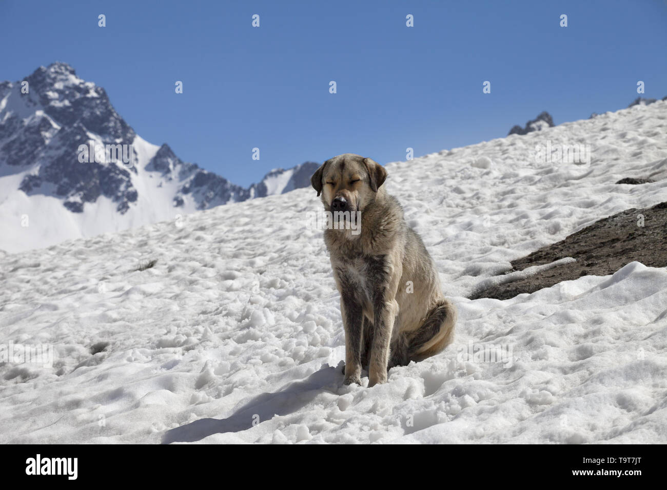 Hund aalen sich in der Sonne auf den Schnee am sonnigen Tag, hohen schneebedeckten Bergen und blauem Himmel im Hintergrund. Türkei, Kachkar Berge, höchsten Teil des Pontischen Doppelzi. Stockfoto