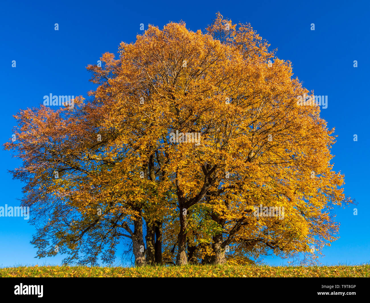 Autumnally farbige Sommer Linde (Tilia platyphyllos), Dießen, Oberbayern, Bayern, Deutschland, Europa, Herbstlich gefärbte Sommer-Linde (Tilia pl Stockfoto