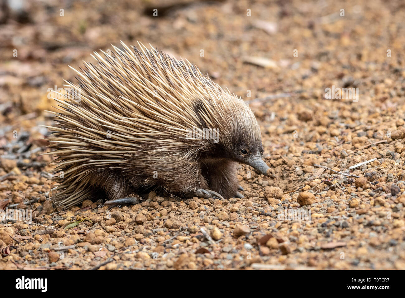 S ugetier Australien Fotos Und Bildmaterial In Hoher Aufl sung Alamy s-ugetier-australien-fotos-und-bildmaterial-in-hoher-aufl-sung-alamy