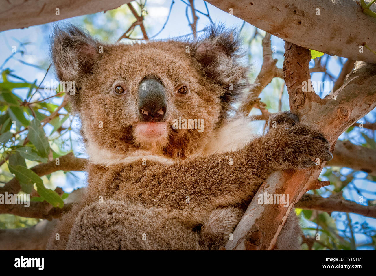 Koala in einem Eukalyptusbaum, Kangaroo Island Stockfoto